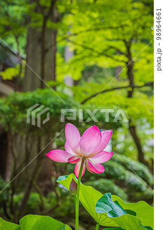 永平寺の夏の風景 98964661