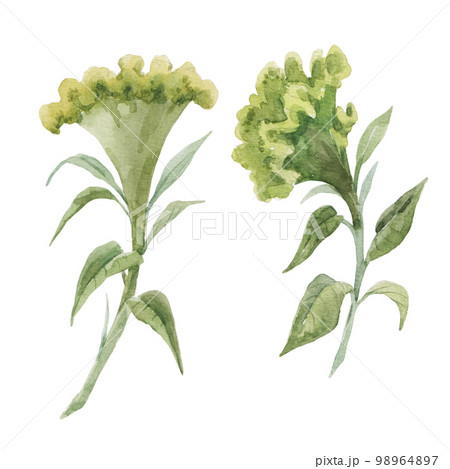 Beautiful floral stock illustration with hand drawn watercolor celosia flower. Clip art. 98964897