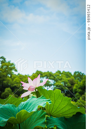 栗林公園の風景 栗林公園の風景 98965412