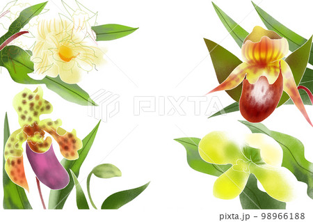 パフィオペディルム 98966188