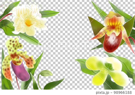 パフィオペディルム 98966188