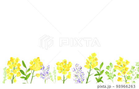 水彩画。菜の花の装飾ベクターイラストフレーム。水彩タッチの菜の花背景。 98966263