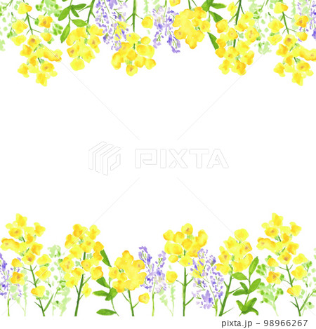 水彩画。菜の花の装飾ベクターイラストフレーム。水彩タッチの菜の花背景。 98966267