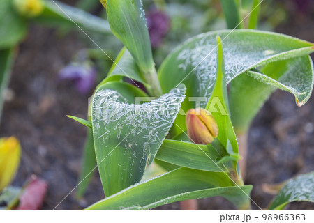 アイスチューリップ 98966363