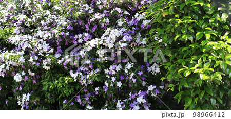 紫と白色の満開のニオイバンマツリの花 紫と白色の満開のニオイバンマツリの花 98966412