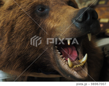 Stuffed animal. Brown bear head with open mouth. Animal grin with fangs. Evil predator.. 98967007