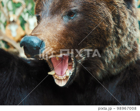Stuffed animal. Brown bear head with open mouth. Animal grin with fangs. Evil predator.. 98967008