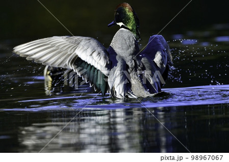 緑色と紫色に光り輝く美しい水鳥、冬に見られる渡り鳥のヨシガモ 緑色と紫色に光り輝く美しい水鳥、冬に見られる渡り鳥のヨシガモ 98967067