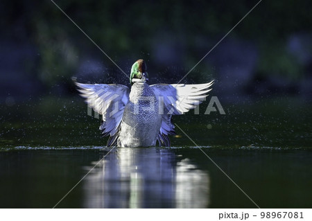 緑色と紫色に光り輝く美しい水鳥、冬に見られる渡り鳥のヨシガモの写真