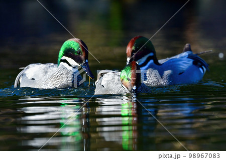 緑色と紫色に光り輝く美しい水鳥、冬に見られる渡り鳥のヨシガモの写真