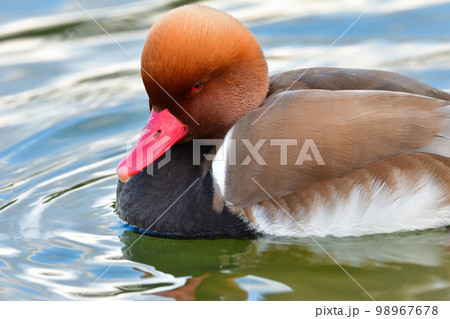オレンジの頭、赤い嘴、黒い旨が目立つ珍しい冬の渡り鳥、アカハシハジロ 98967678