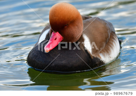 オレンジの頭、赤い嘴、黒い旨が目立つ珍しい冬の渡り鳥、アカハシハジロ オレンジの頭、赤い嘴、黒い旨が目立つ珍しい冬の渡り鳥、アカハシハジロ 98967679