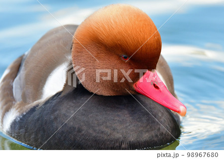オレンジの頭、赤い嘴、黒い旨が目立つ珍しい冬の渡り鳥、アカハシハジロ 98967680