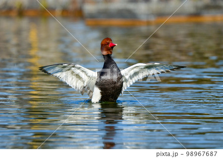 オレンジの頭、赤い嘴、黒い旨が目立つ珍しい冬の渡り鳥、アカハシハジロ オレンジの頭、赤い嘴、黒い旨が目立つ珍しい冬の渡り鳥、アカハシハジロ 98967687