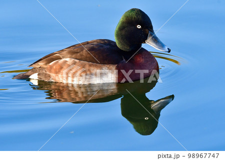 冬に見られる珍しい美しい渡り鳥、絶滅危惧種のアカハジロ 冬に見られる珍しい美しい渡り鳥、絶滅危惧種のアカハジロ 98967747