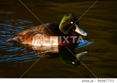 冬に見られる珍しい美しい渡り鳥、絶滅危惧種のアカハジロ 98967755