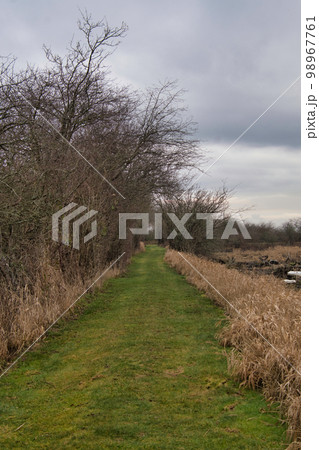 ライフェル野鳥保護区のトレイル　　デルタ　ブリティッシュコロンビア　カナダ 98967761