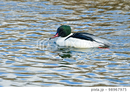 冬に川や湖で見られる大きな水鳥、シックな美しいカモの仲間、カワアイサ 冬に川や湖で見られる大きな水鳥、シックな美しいカモの仲間、カワアイサ 98967975