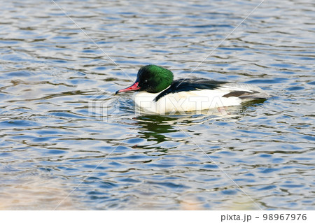 冬に川や湖で見られる大きな水鳥、シックな美しいカモの仲間、カワアイサ 冬に川や湖で見られる大きな水鳥、シックな美しいカモの仲間、カワアイサ 98967976