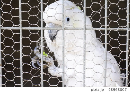 こっちを見ているオウム 98968007