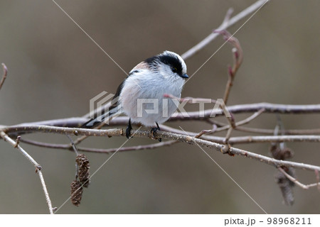 公園で見られる身近な自然のアイドル、かわいい小鳥、エナガ 公園で見られる身近な自然のアイドル、かわいい小鳥、エナガ 98968211
