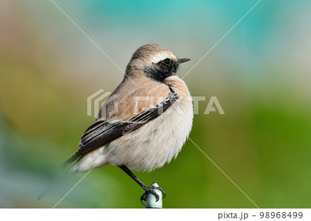 モンゴルや中国からやってくる、めったに見られない珍しい小鳥サバクヒタキ 98968499