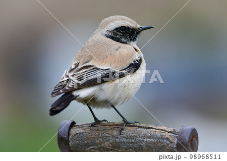 モンゴルや中国からやってくる、めったに見られない珍しい小鳥サバクヒタキ 98968511