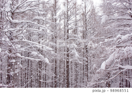 北海道のパウダースノー　雪に覆われたカラマツの森 98968551