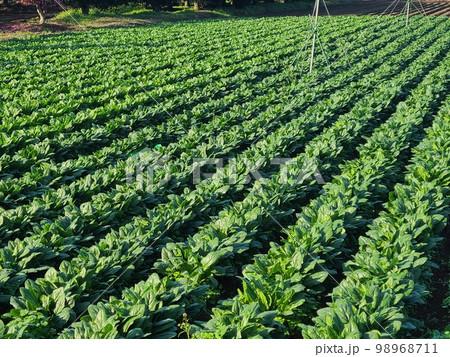 ほうれん草畑 98968711