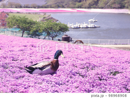 ピンクの芝桜に佇む鴨さん 98968908