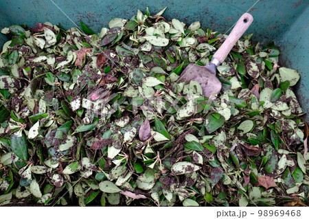 剪定した葉を粉砕して腐葉土を作る 剪定した葉を粉砕して腐葉土を作る 98969468