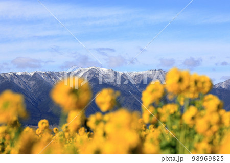 琵琶湖岸の冬景色 98969825