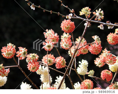 赤花ミツマタ 98969916