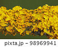 Yellow maritime sunburst lichen - Xanthoria parietina - background 98969941