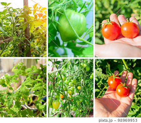 Collage of organic tomatoes in the garden. Organic tomatoes collection. Collage of organic tomatoes in the garden. Organic tomatoes collection. 98969953
