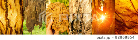 Tobacco leaf background of a tobacco plantation field collage, banner. Drying of tobacco leaves 98969954