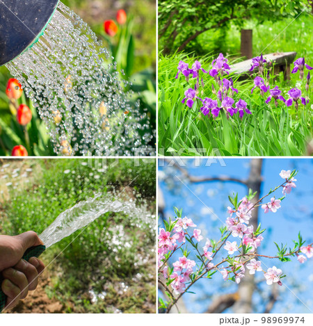 Spring planting collage, watering plants, flowers. Gardening, growing vegetables, square format Spring planting collage, watering plants, flowers. Gardening, growing vegetables, square format 98969974