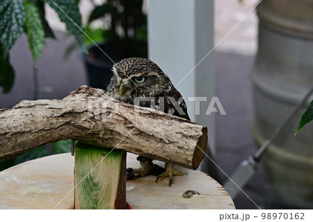 松江フォーゲルパークより 98970162