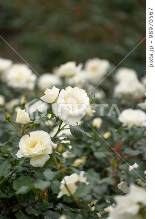 五月のバラ、真っ白なホワイトマジック 98970567