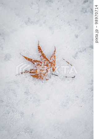 冬の錦大沼公園 98970714