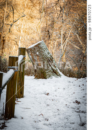 冬の錦大沼公園 98970725