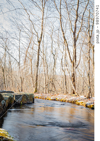 冬の錦大沼公園 98970741