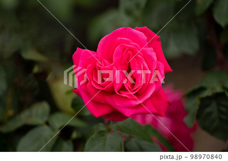 五月のバラ、深紅のマリアカラス 五月のバラ、深紅のマリアカラス 98970840