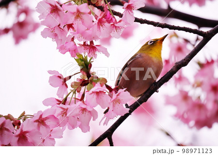 満開の桜と可愛いメジロ 98971123