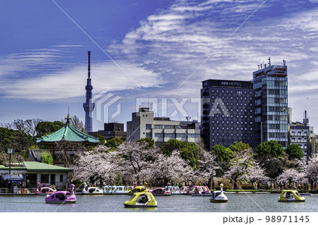 東京都 上野公園 ボート池 満開の桜 東京都 上野公園 ボート池 満開の桜 98971145