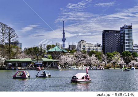 東京都 上野公園 ボート池 満開の桜 東京都 上野公園 ボート池 満開の桜 98971146