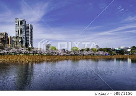 東京都　上野公園　不忍池　満開の桜 98971150