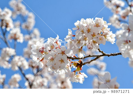 桜 桜 98971271
