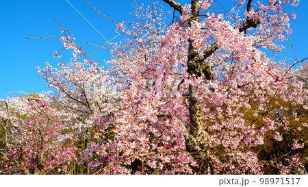 感動・鮮やかで美しい水源公園の桜 感動・鮮やかで美しい水源公園の桜 98971517
