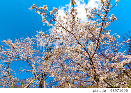 感動・鮮やかで美しい水源公園の桜   98971696